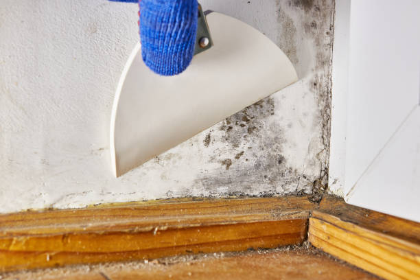 Best Attic Mold Removal  in Corsicana, TX